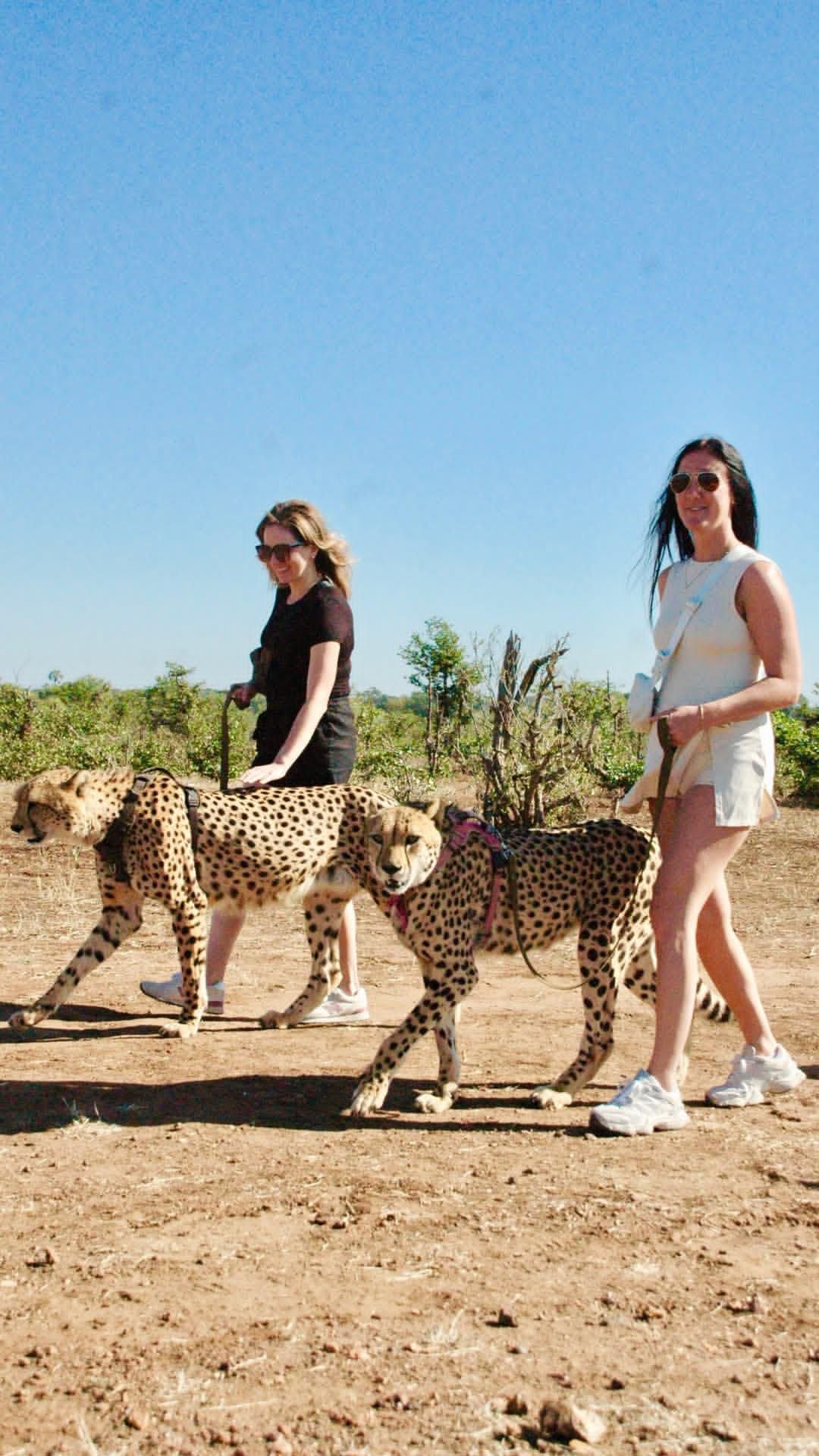 Travel Zim luxury transportation